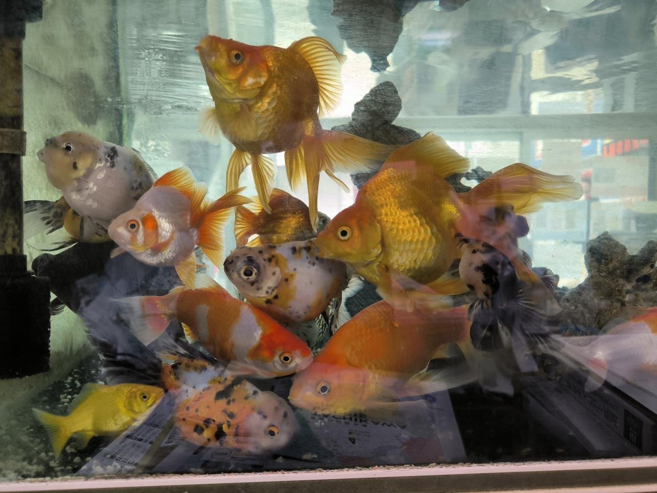 わが店の金魚たち①