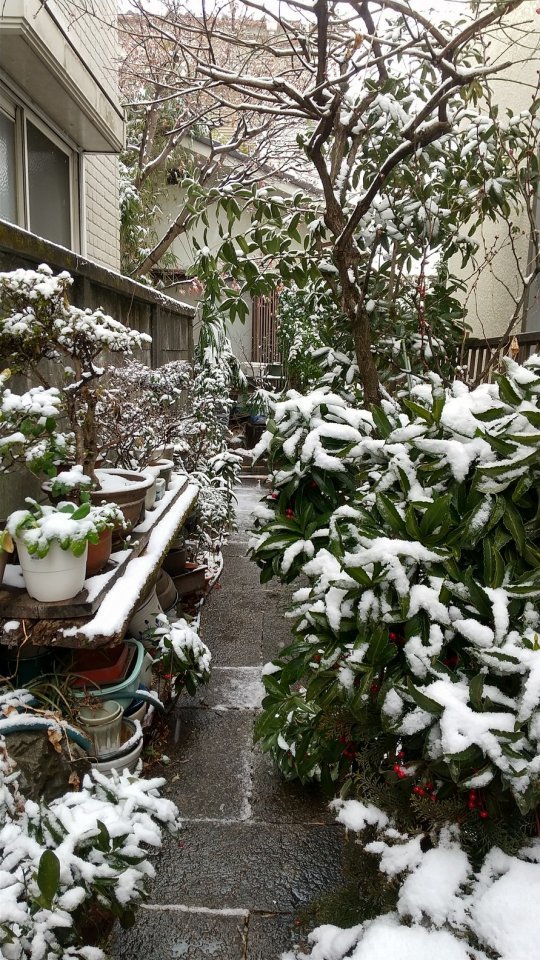 雪の庭 ①